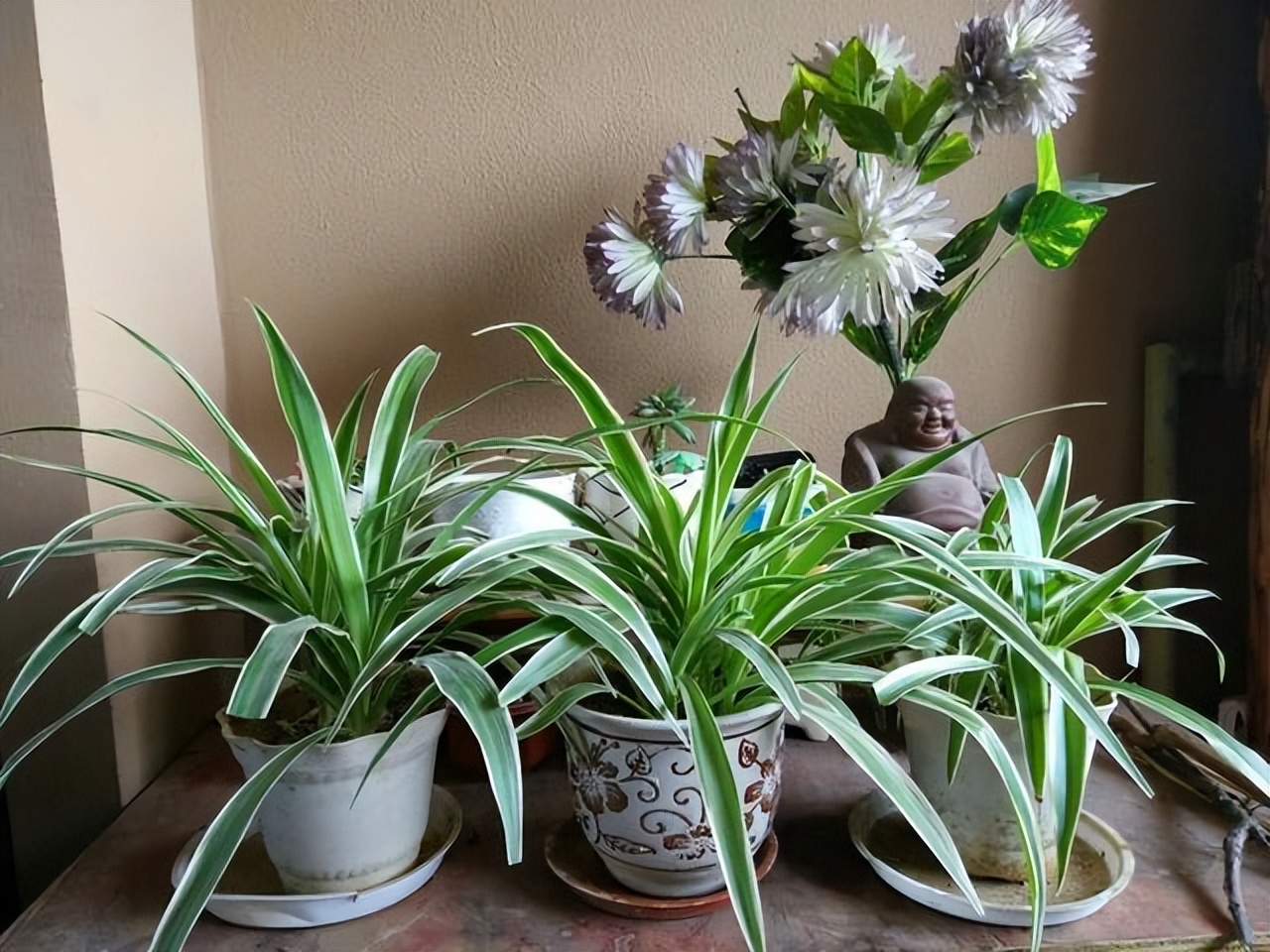 比绿萝长得快的花卉,此花香气扑鼻比绿萝好养