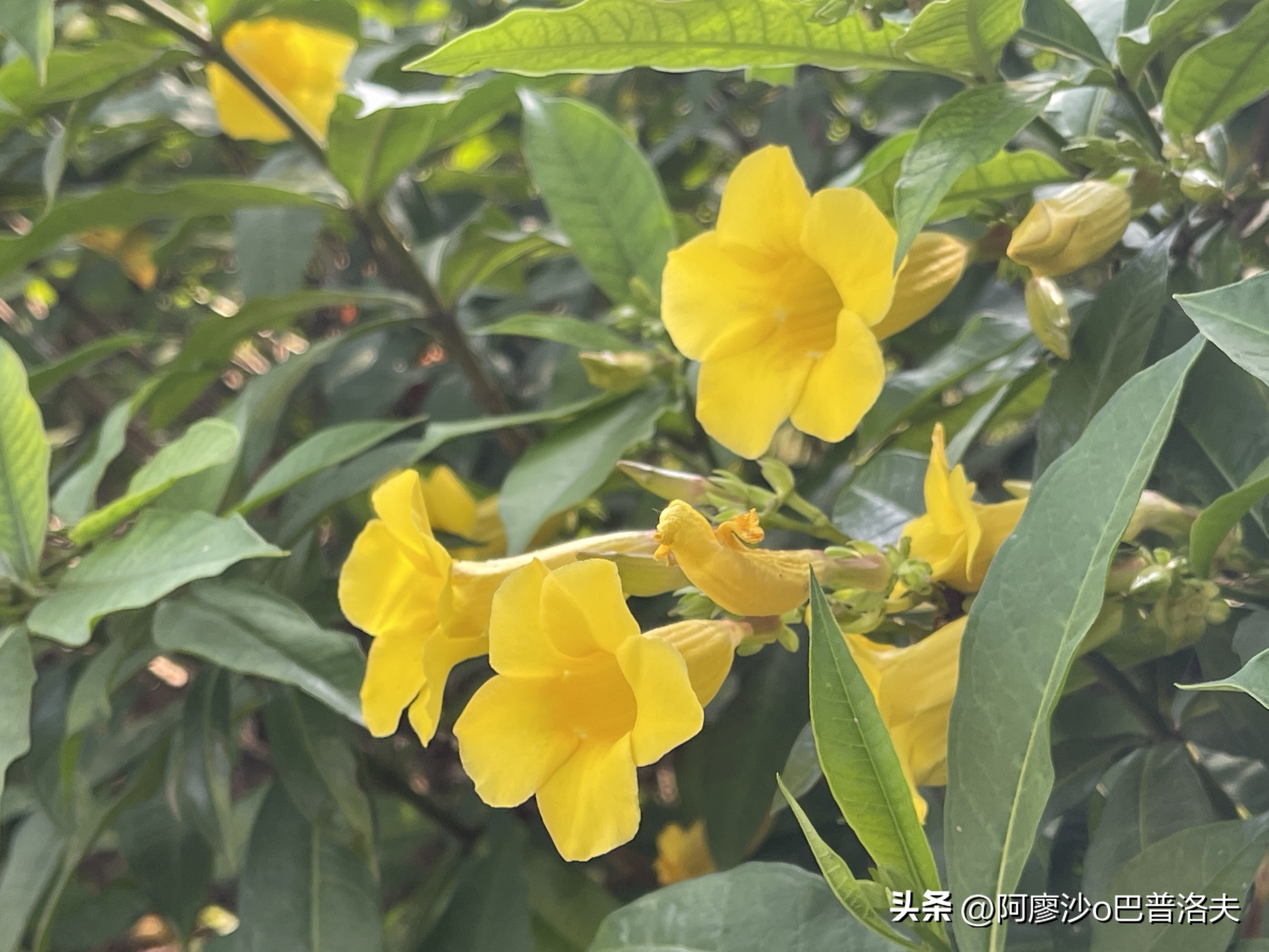 苹果12pm拍摄视频比12更好吗,佳能550d和iphone14拍摄对比