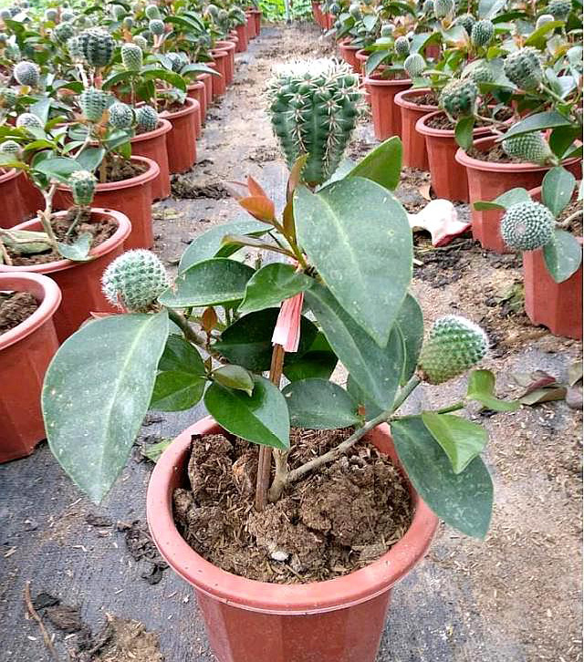 最美最惊艳的仙人掌花,仙人掌奇花图片大全