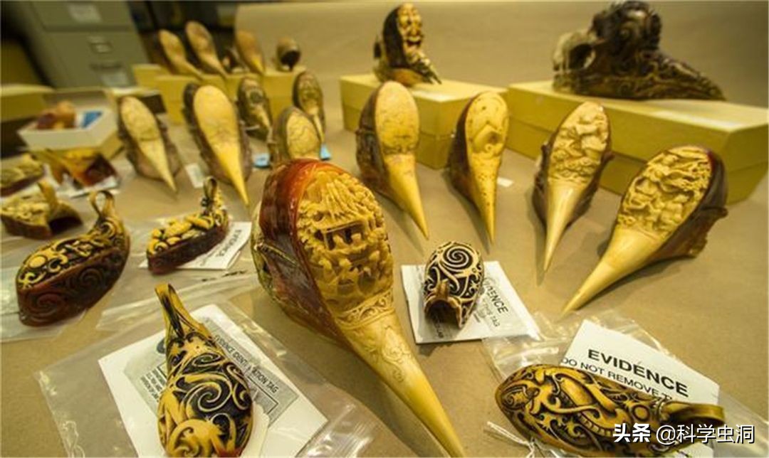 天津一女子买鸟头吊坠被判刑10年,天津女子买吊坠获刑十年