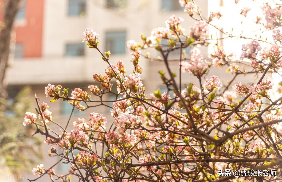 提前报考征集志愿可以捡漏吗,提前批志愿的真实案例