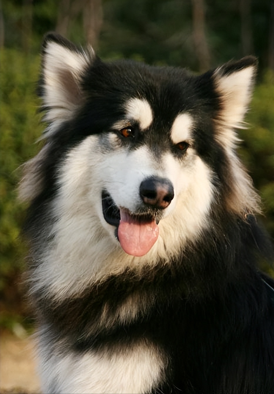 为什么阿拉斯加很少养,阿拉斯加雪橇犬有什么优点