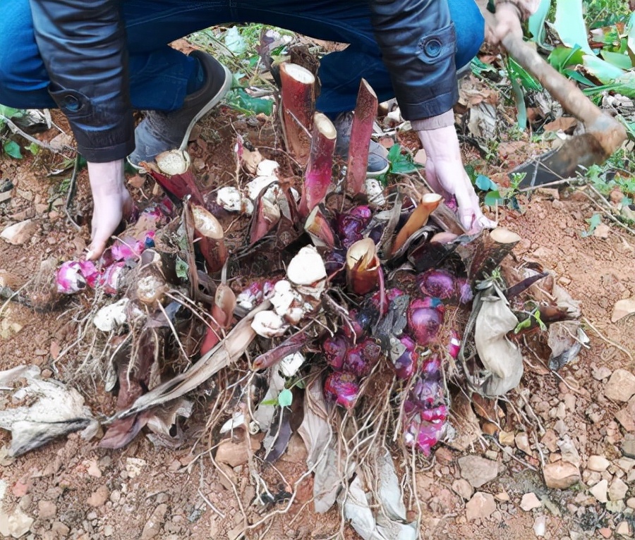 人称“状元薯”,曾被广泛种,能充饥也是做味精原料,如今少人识