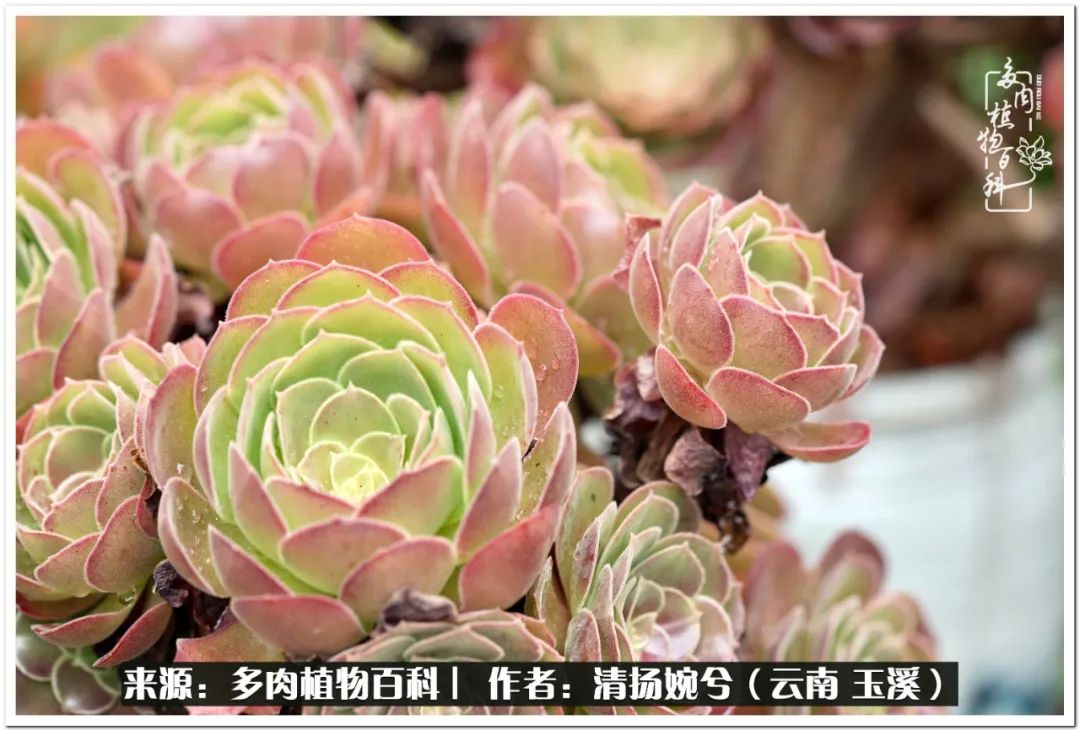 夏天好养颜值高的多肉,可爱的小多肉