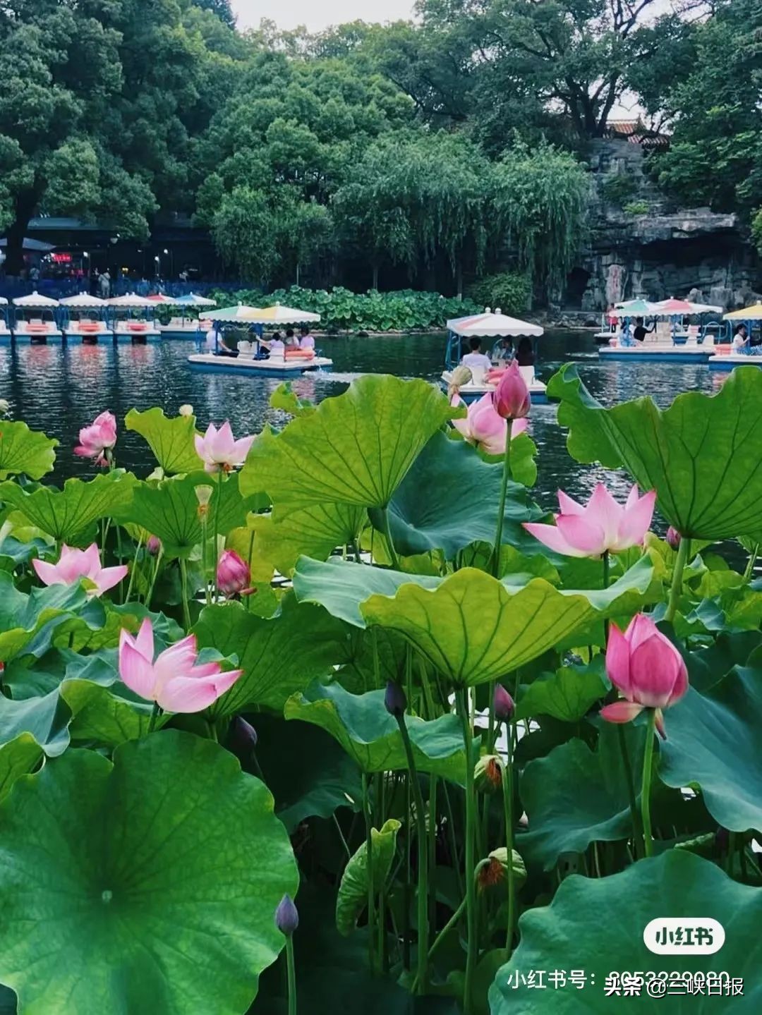 荷花盛开宜昌,宜昌哪里有荷花观赏