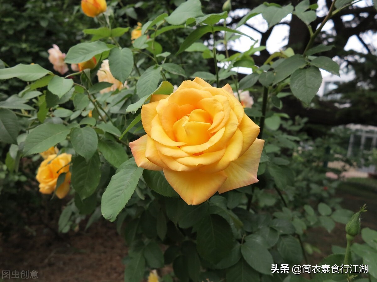 她做保姆这些年－豪门生活之危机公关（387）