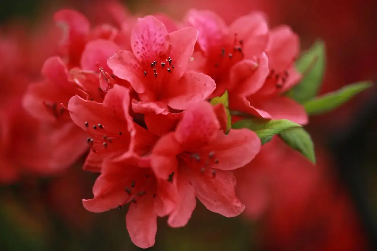 国色天香秀色可餐的美女 (秀色可餐与国色天香)