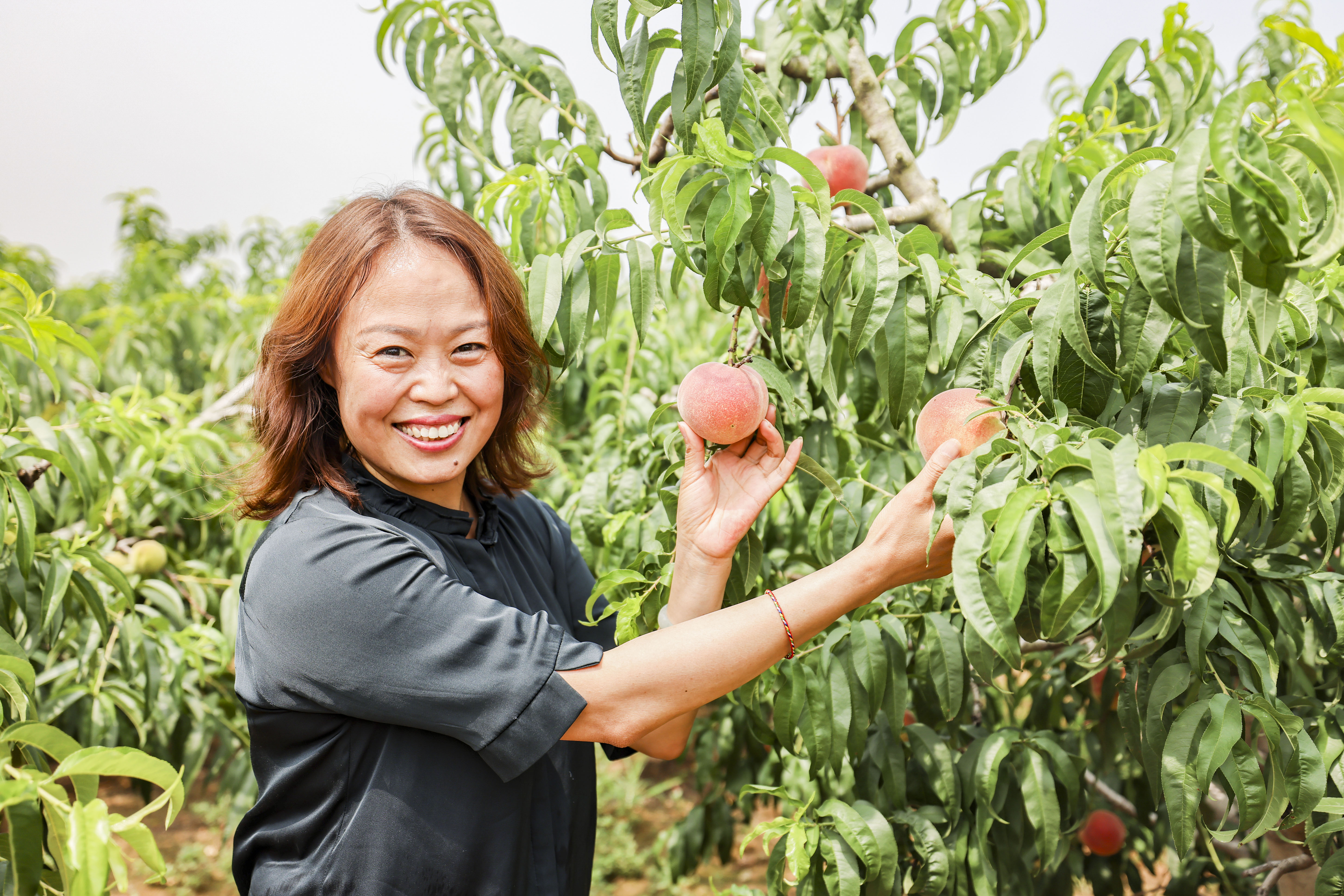 春有桃花源艺术节，夏有蜜桃采摘季，蜜桃成徐村乡村振兴新名片