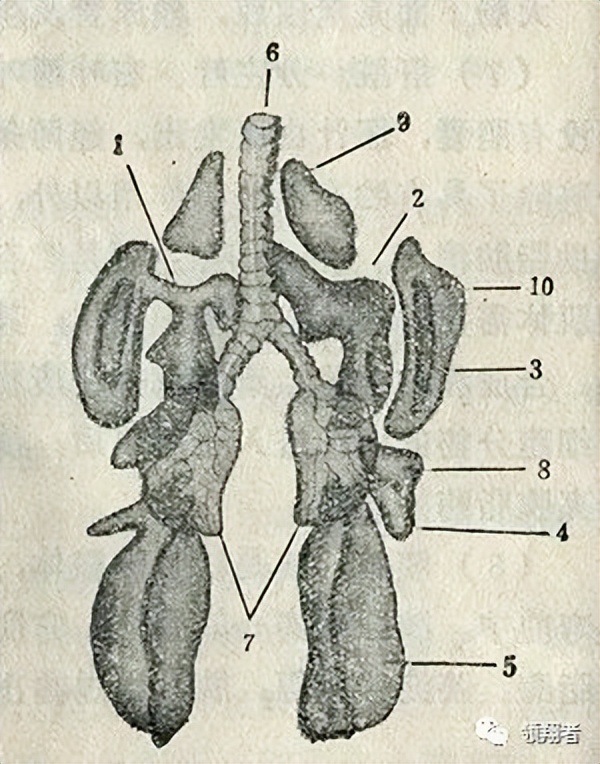 鸽子的身体结构与8大系统图示