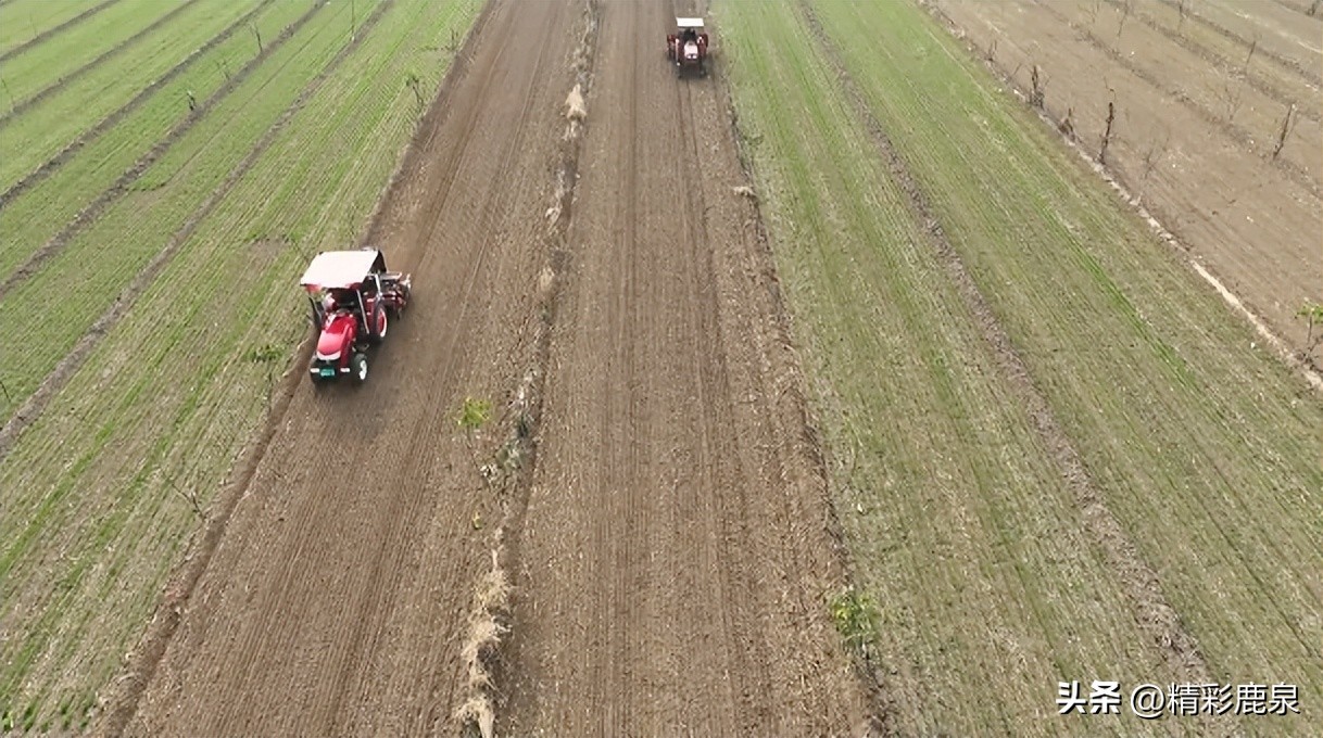 鹿泉：新型职业“新农民”，走出致富“新路子”