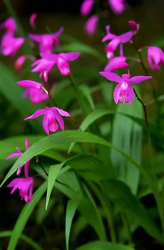 矮种兰花图片欣赏,写意兰花作品欣赏