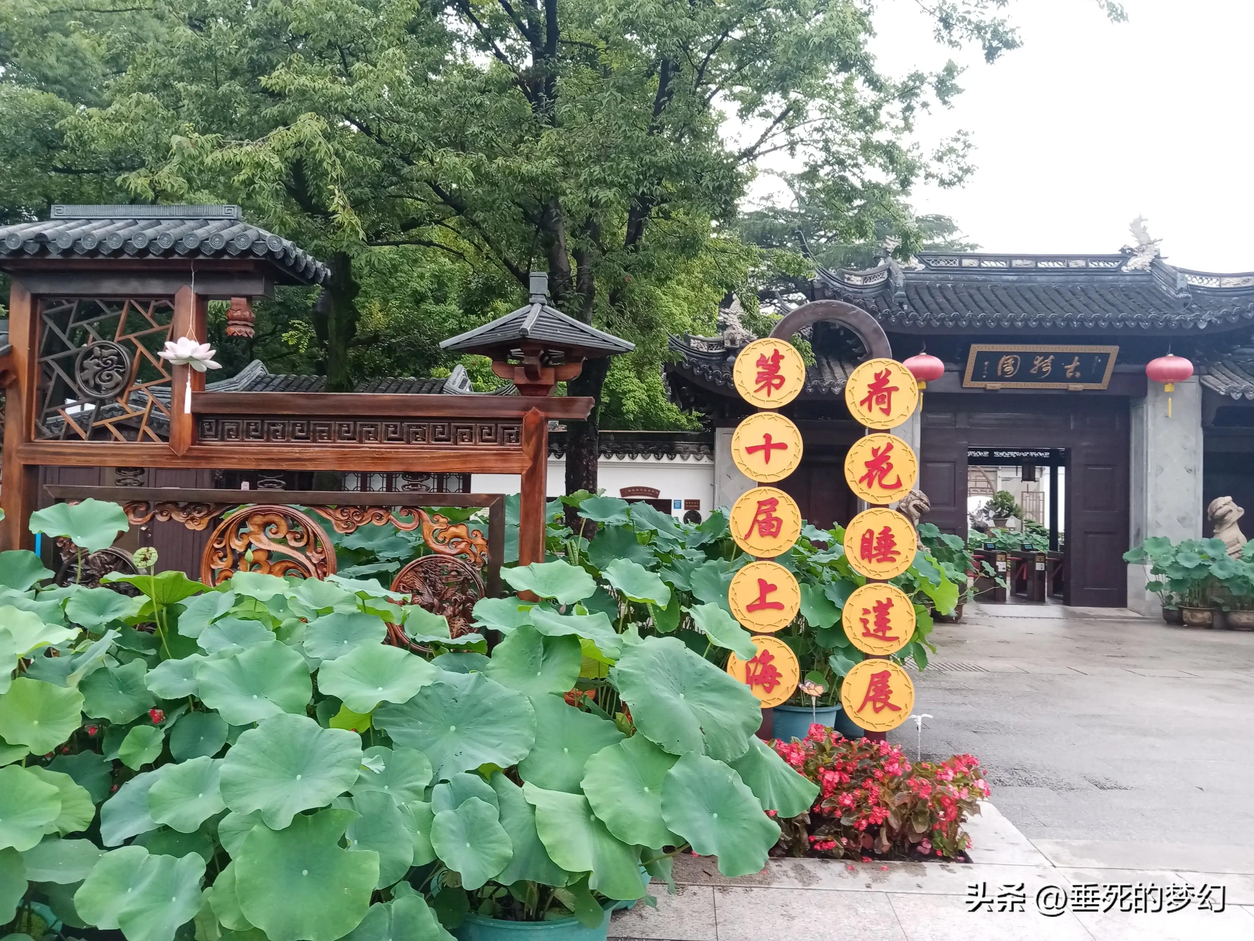 烟雨荷花情,荷花雨中