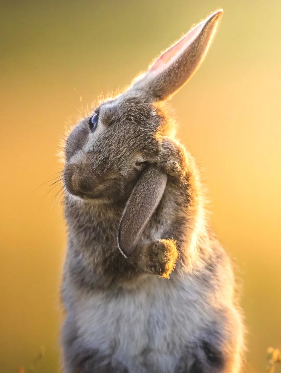 兔年来了,兔年来了怎么样