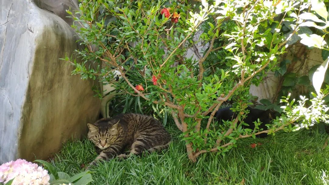 毛森森,观复猫毛森森