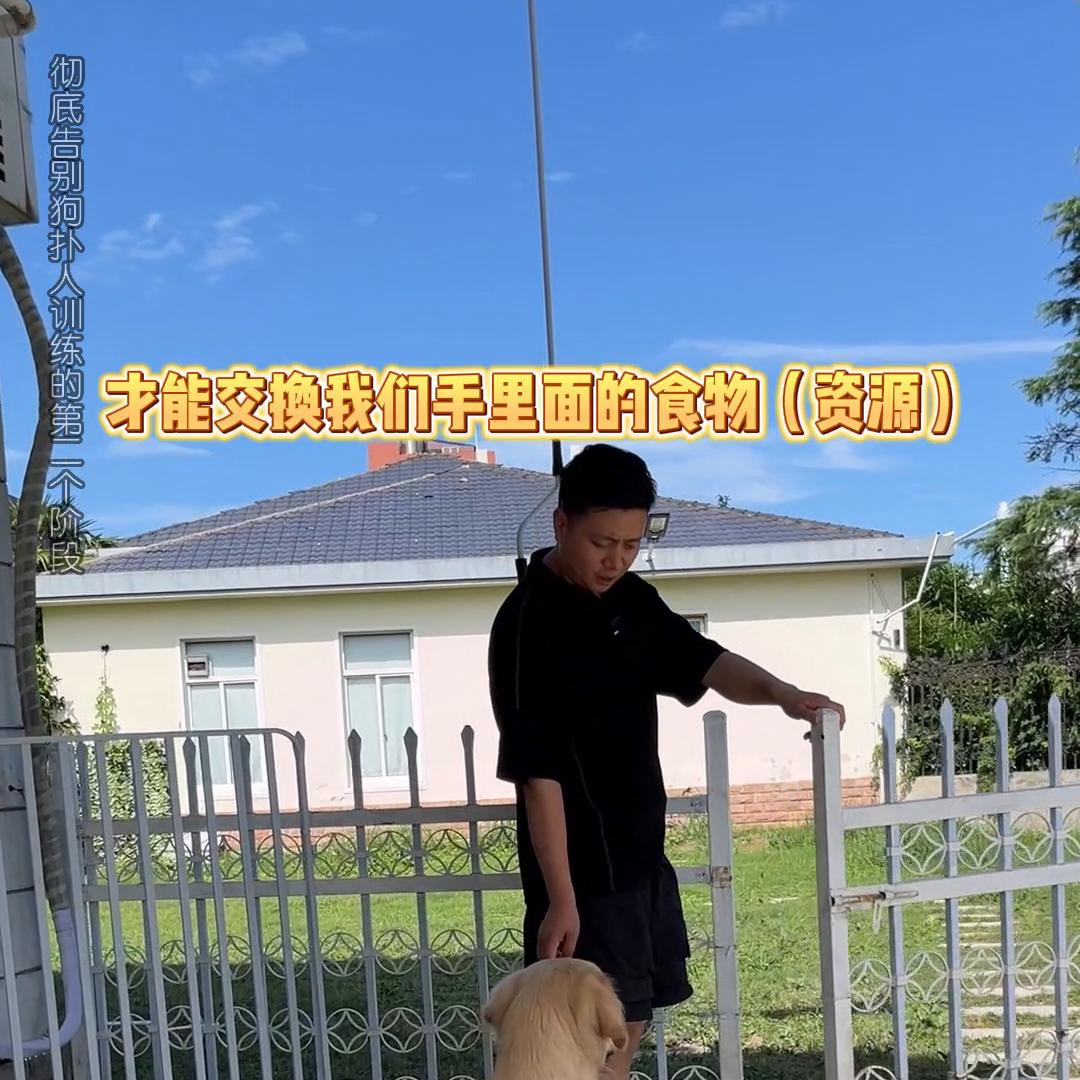 怎样教会狗狗各种技能还不胡闹,快速纠正狗狗