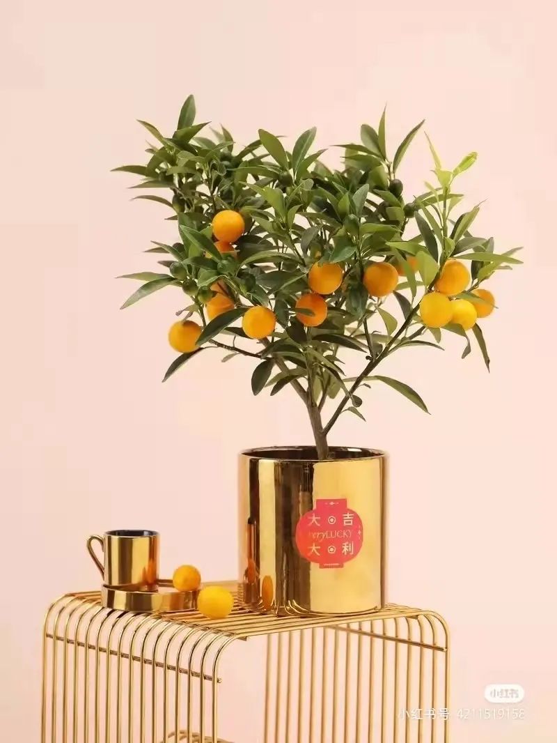 办公室必买的绿植,适合办公室的大型绿植大全