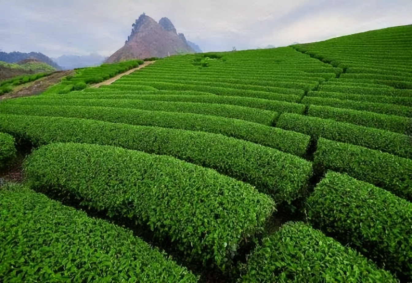 痛心的技术泄密：英国*子骗**从中国偷走两种树苗，中国损失百亿纹银