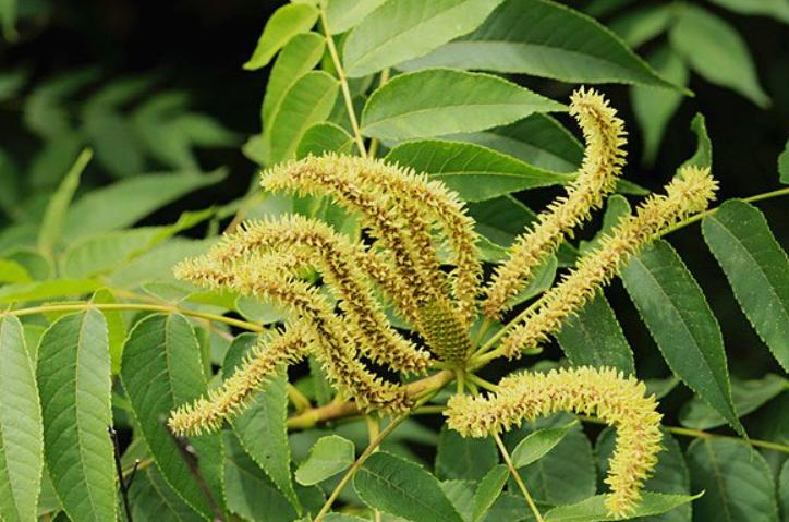 圆果化香有何化学成分？其活性分析有何成果？