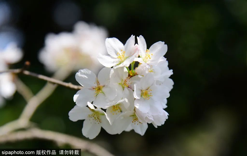 海淀公园春季赏花指南|迎春花、山桃花、玉兰花、樱花、连翘、碧桃、山杏、榆叶梅、海棠，全都有！