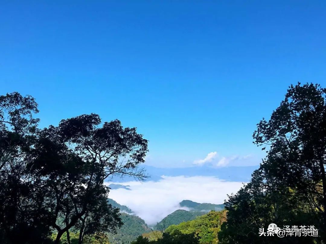 茶树为什么多生“南”而不生“北”？