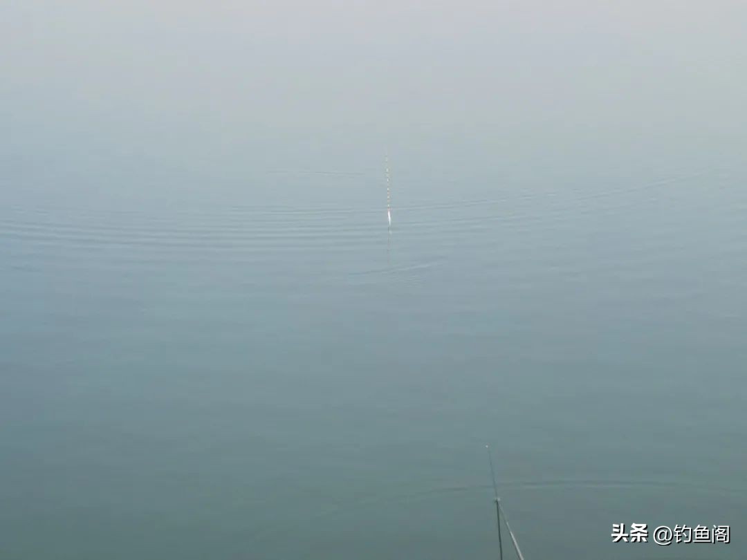 钓鱼人必知漂相,钓鱼人应该知道的几种鱼