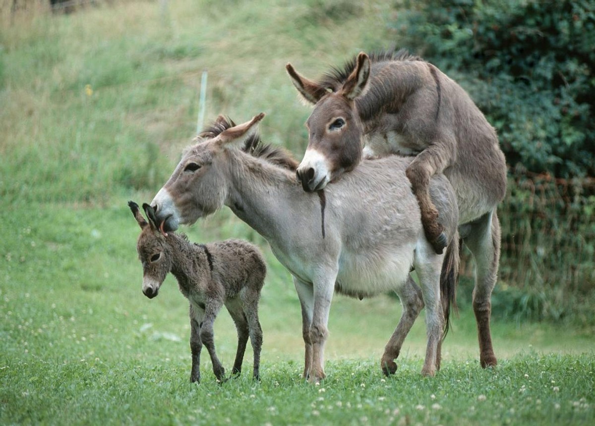 科学家拍到：人类卵子接受精子那一刻，会爆发出一阵巨大闪光