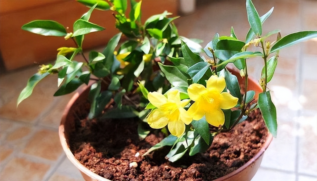 这几种常见花有毒居家养护要小心,四种剧毒的花家里千万别养