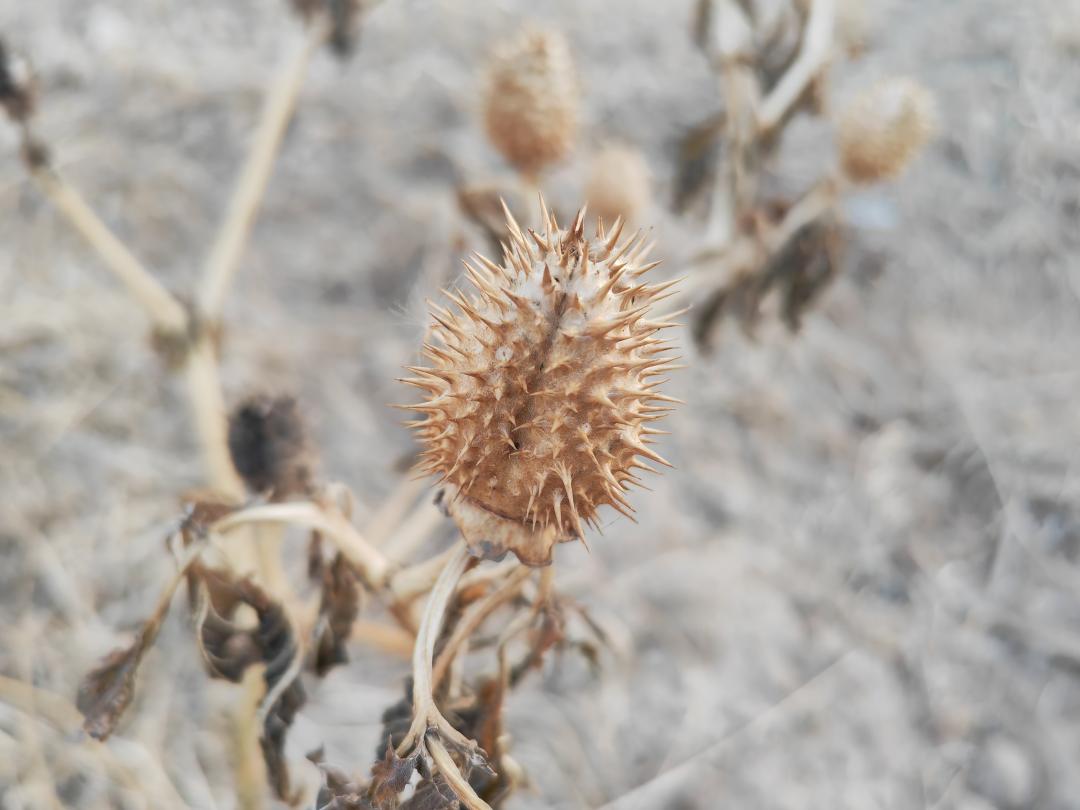 曼陀罗中主要成分,曼陀罗种子主要成分