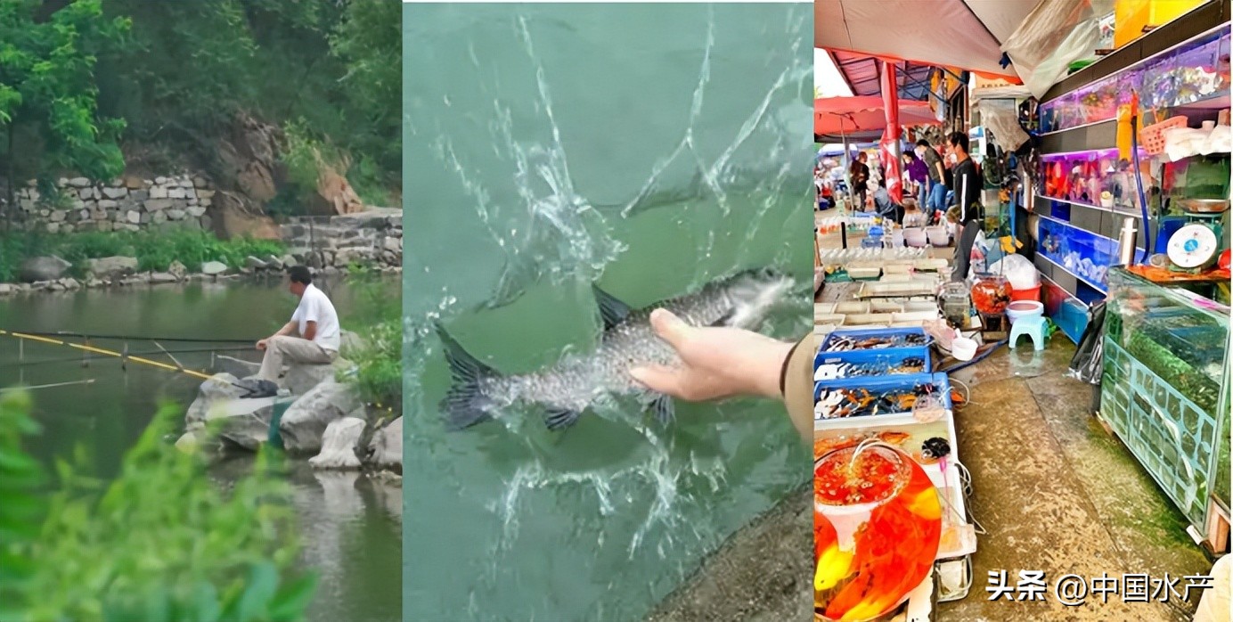 水生外来物种入侵防控工作方案,水生动物防疫