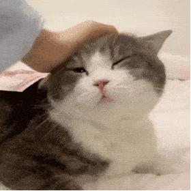 有什么可爱乖巧的狗猫推荐,什么猫咪粘人又好养还好看