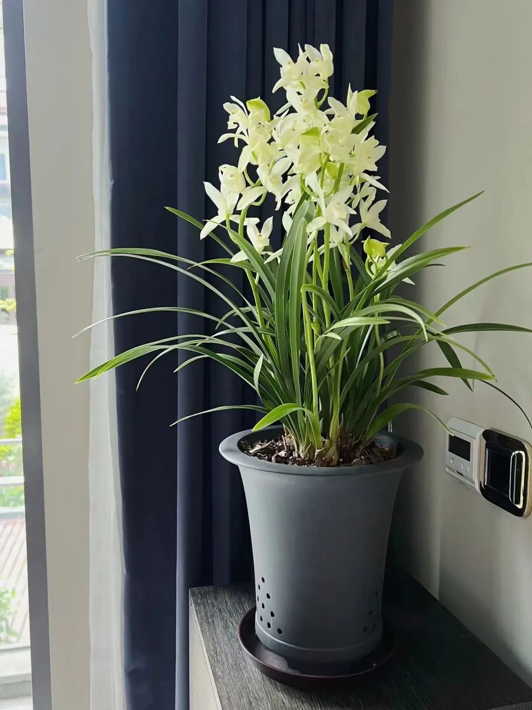 家庭招财植物摆放禁忌,家里适合摆放什么招财的植物