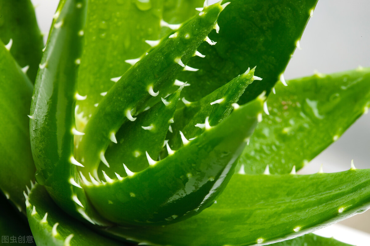 容易爆盆的多肉好养还好看,多肉夏季在室外养还是阳台上养好