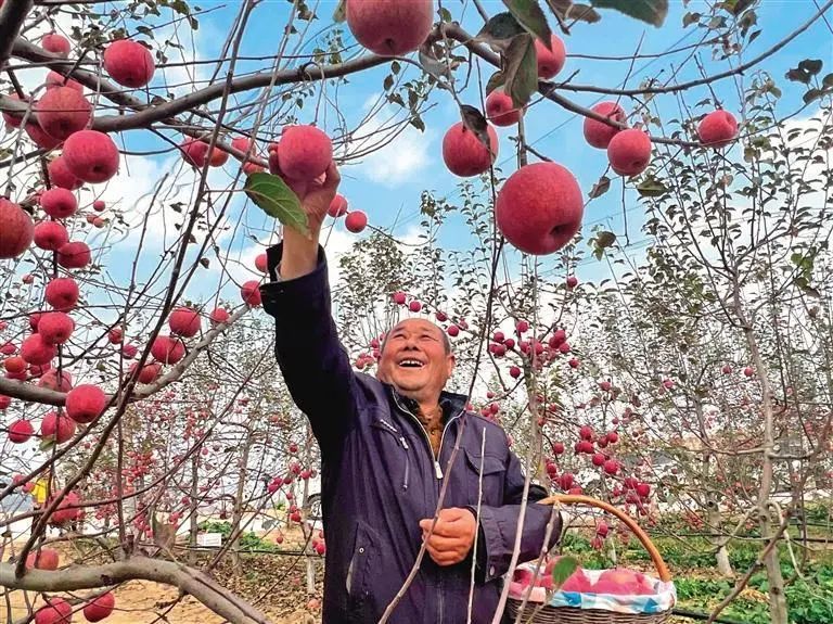 南沟村：挑起农业现代化“金扁担”