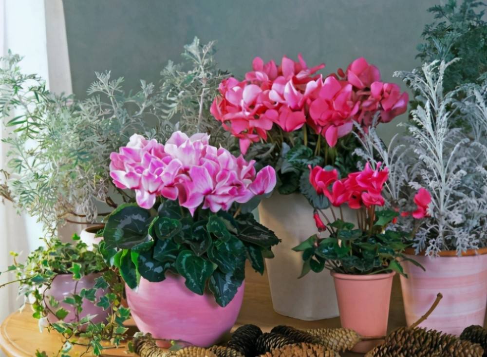 4种花适合新手养漂亮好养,20种坑人的花