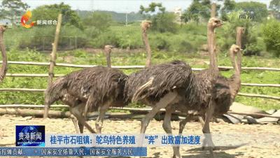 「全面推进乡村振兴巩固拓展脱贫攻坚成果」桂平市石咀镇：鸵鸟特色养殖“奔”出致富加速度