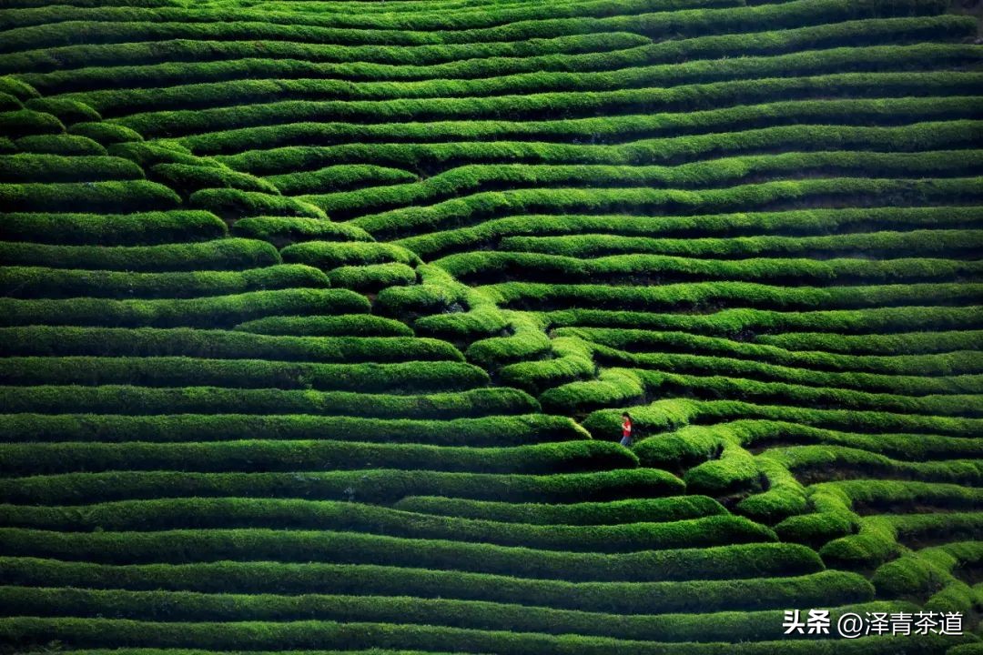 写春天的著名唐诗宋词加赏析,100首关于春天的唐诗宋词