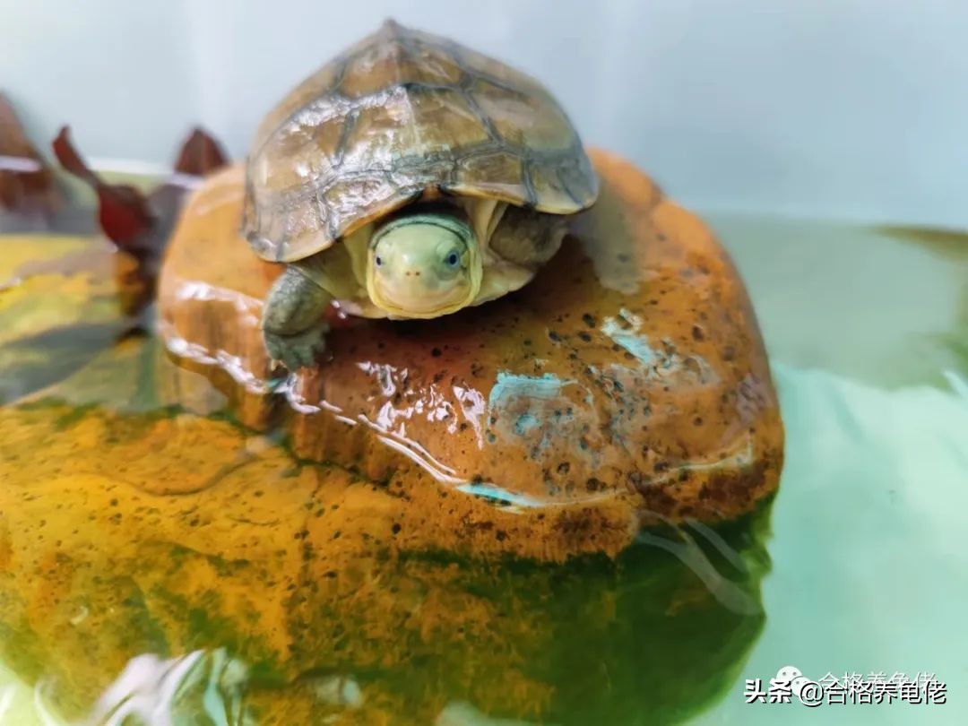 养殖龟苗要怎样喂食才合理,养小龟苗需要注意什么