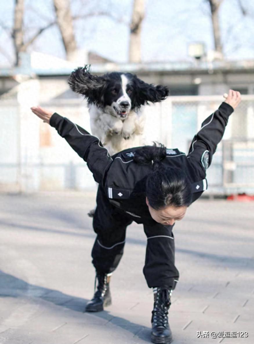 对付狗攻击人最有效的方法是什么？警犬训练员小贴士-