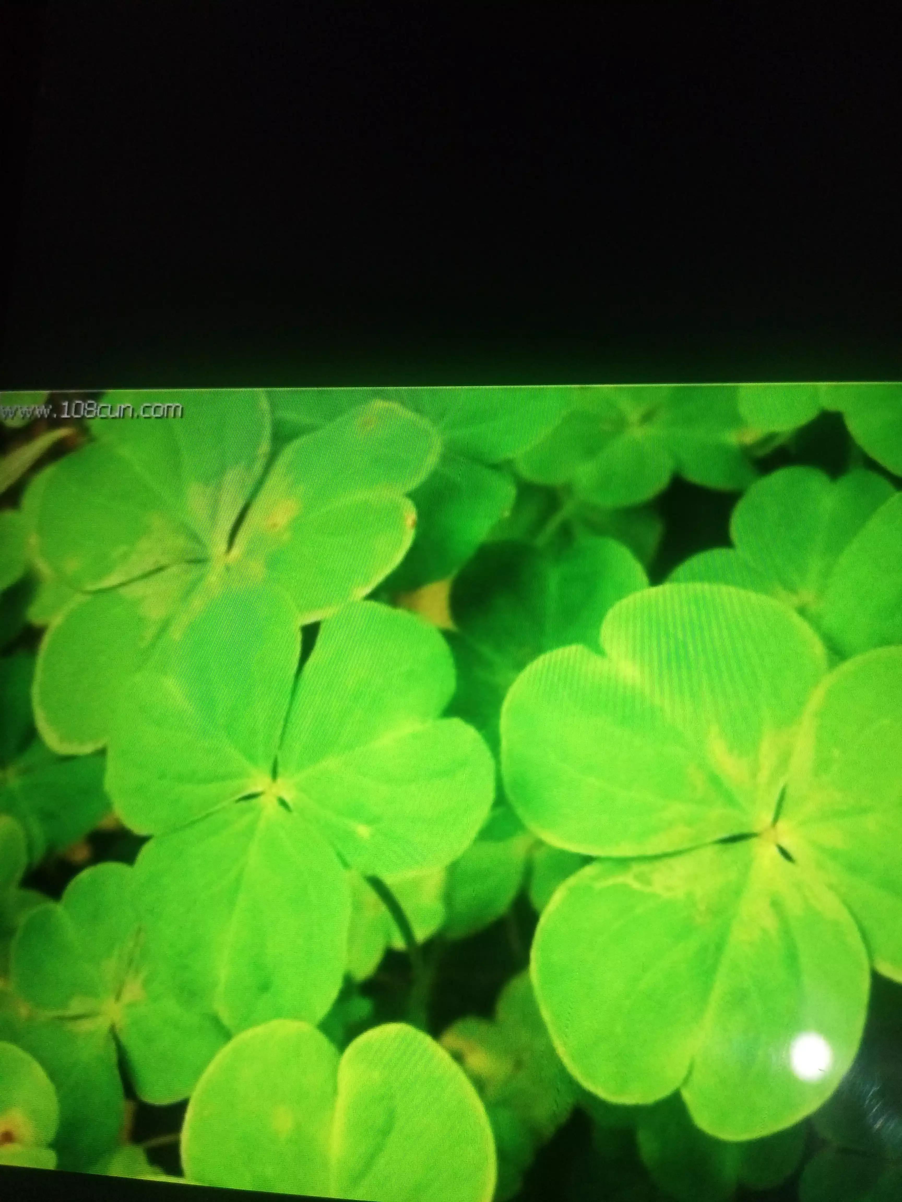 广西人的童年野果,广西人的童年有多快乐