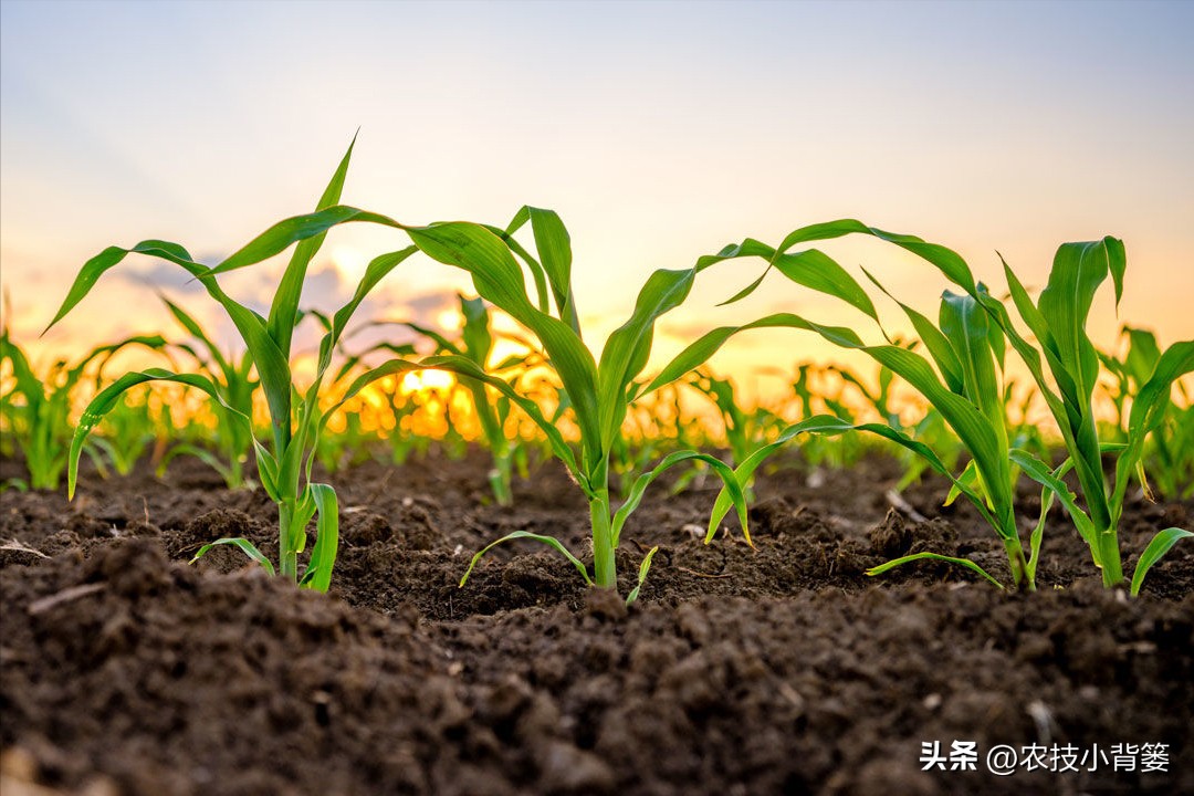 种玉米追几次肥什么时间追肥好,玉米追肥期追什么肥最好