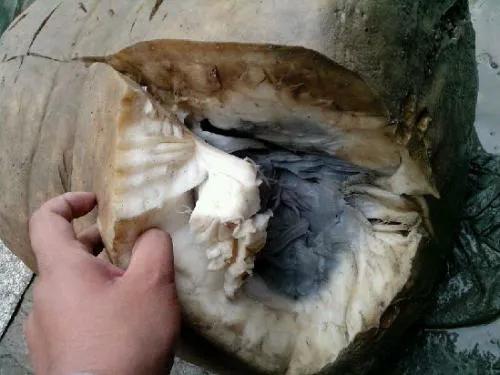 肉灵芝太岁走近科学是啥,肉灵芝太岁是什么