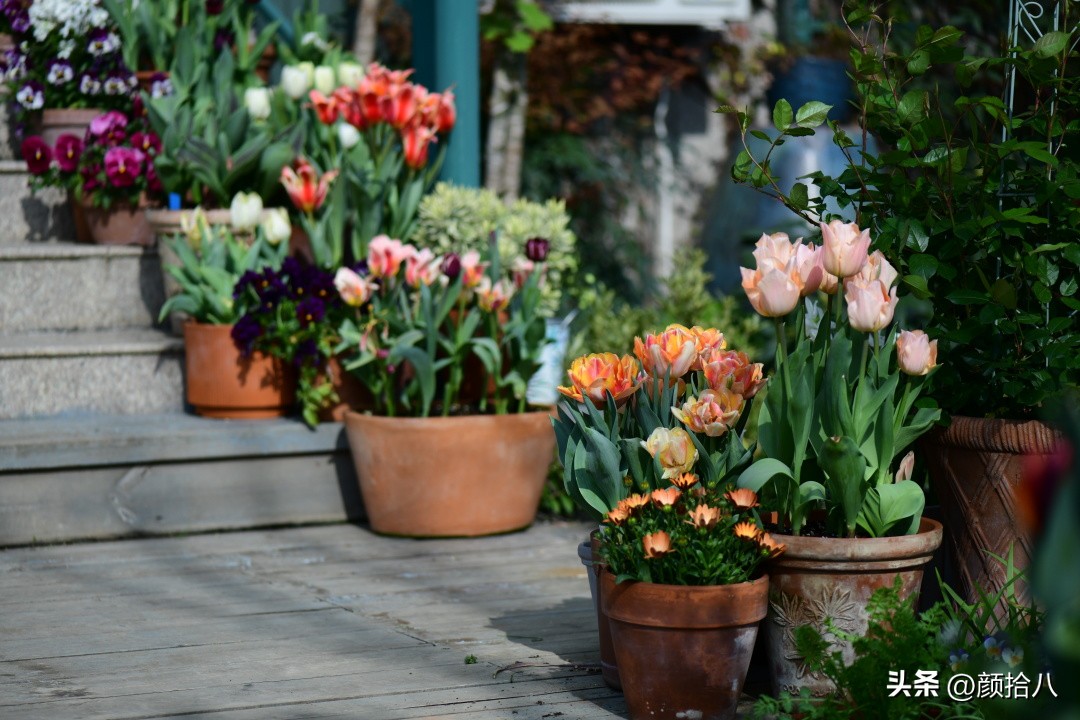 盘点今年河马花园里最美的几款郁金香|园丁