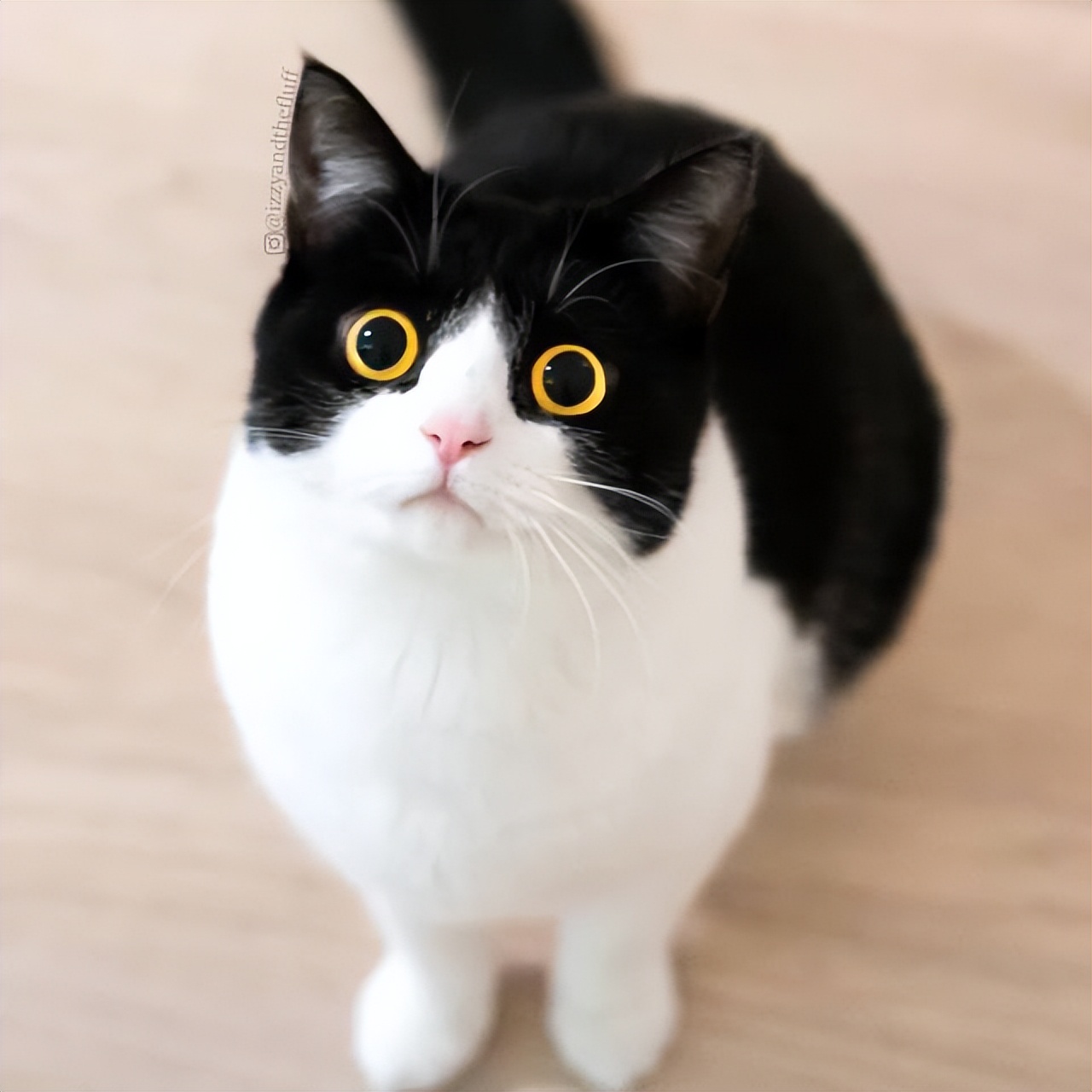 猫咪有哪些表现说明它过得很幸福,猫咪有哪些表现证明你养得好呢