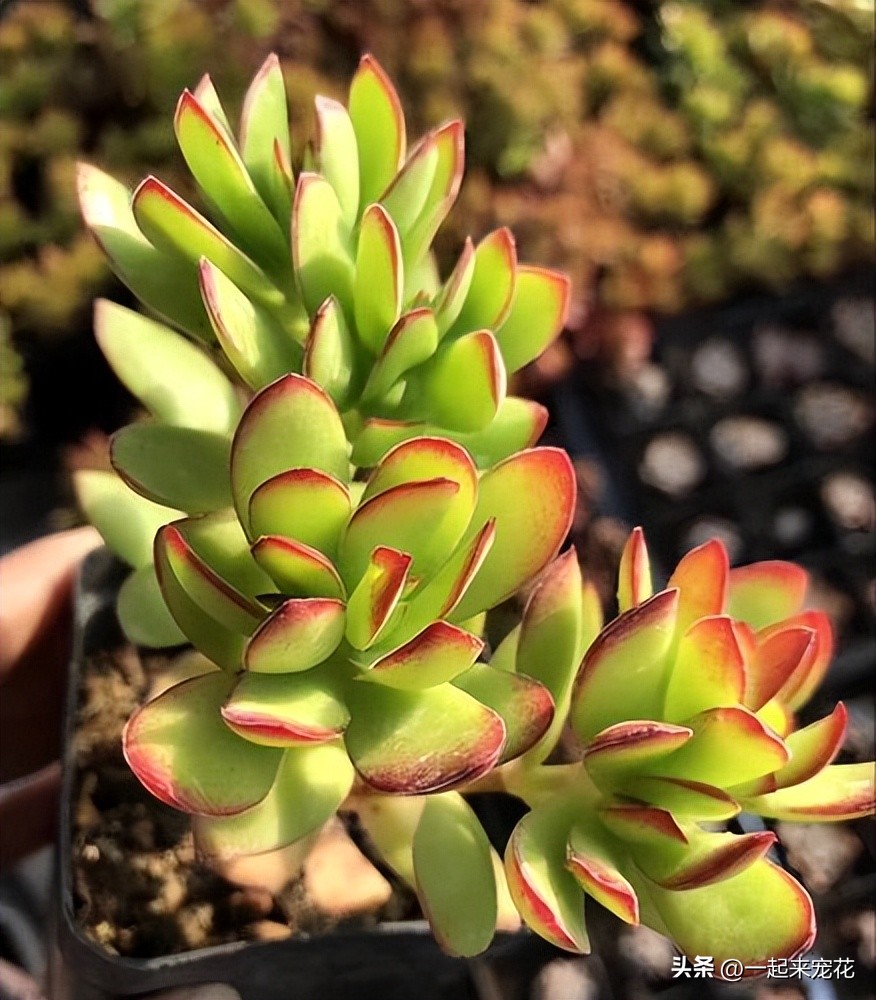 六种好看又好养的多肉,好看又好养的多肉前十名