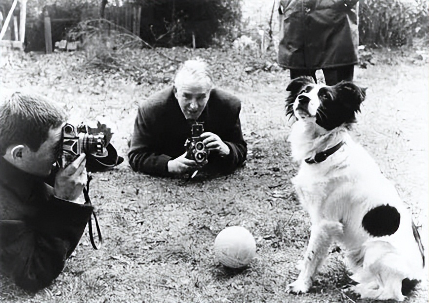 拯救世界的英雄狗狗,拯救英雄的狗狗