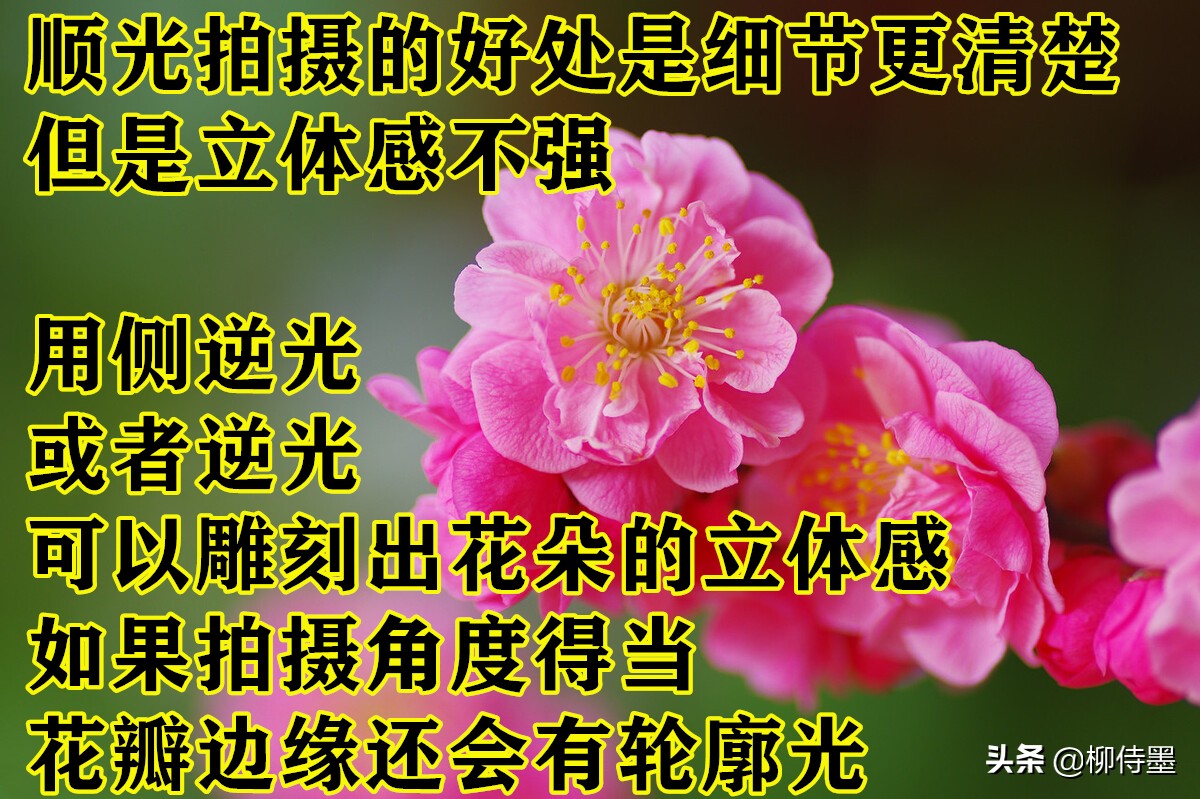 拍摄梅花多重曝光的技巧,拍摄梅花用什么镜头最好