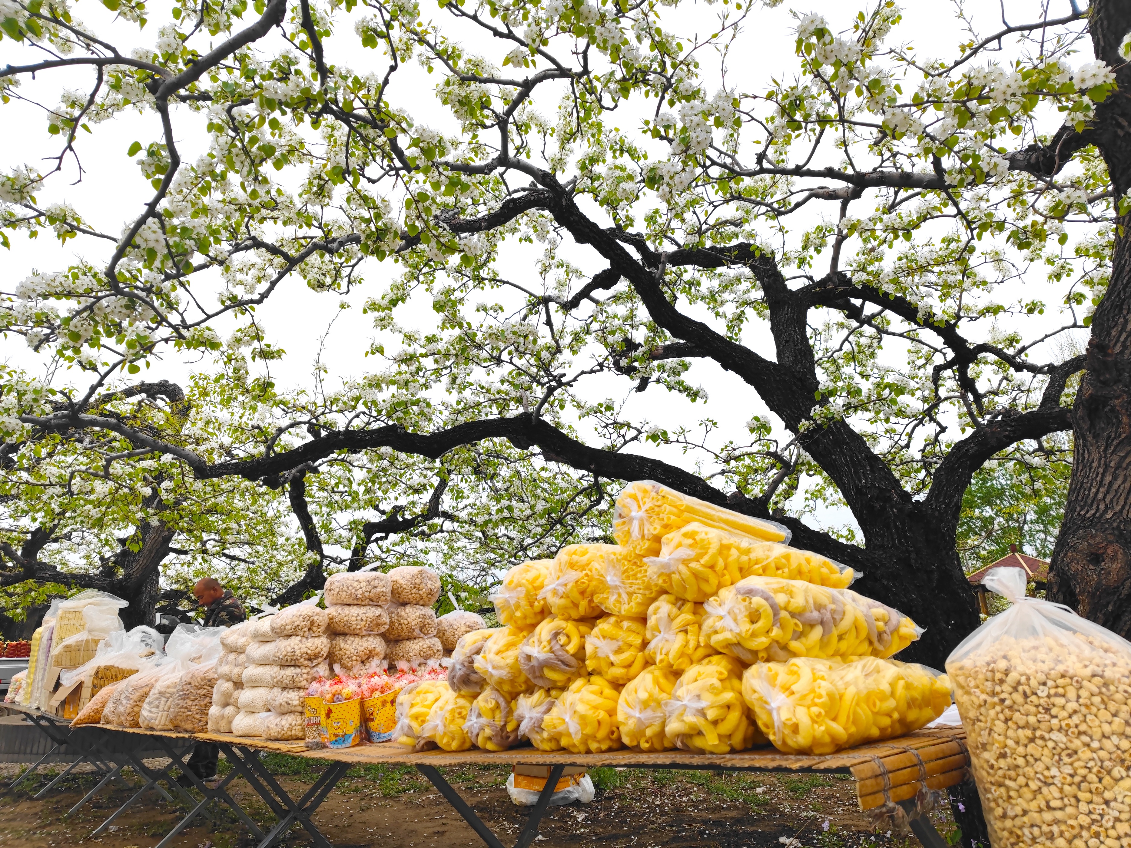 北京万亩梨花园,踏青好去处梨花节打卡地
