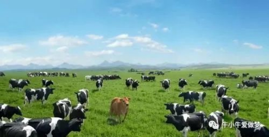 光明鲜牛奶为什么输给伊利蒙牛,扒一扒牛奶行业蒙牛和伊利