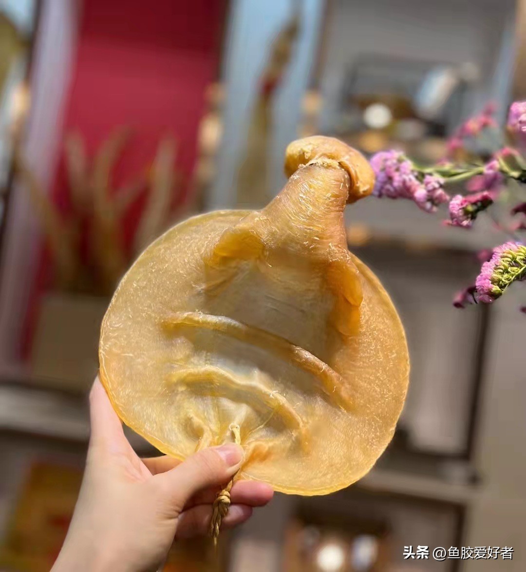 孕期可以吃鱼胶吗？原来孕期吃胶这么讲究，还有这么多好处