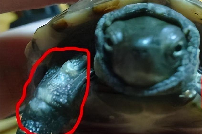 龟应激腐皮如何治疗,乌龟应激是否会腐皮腐甲